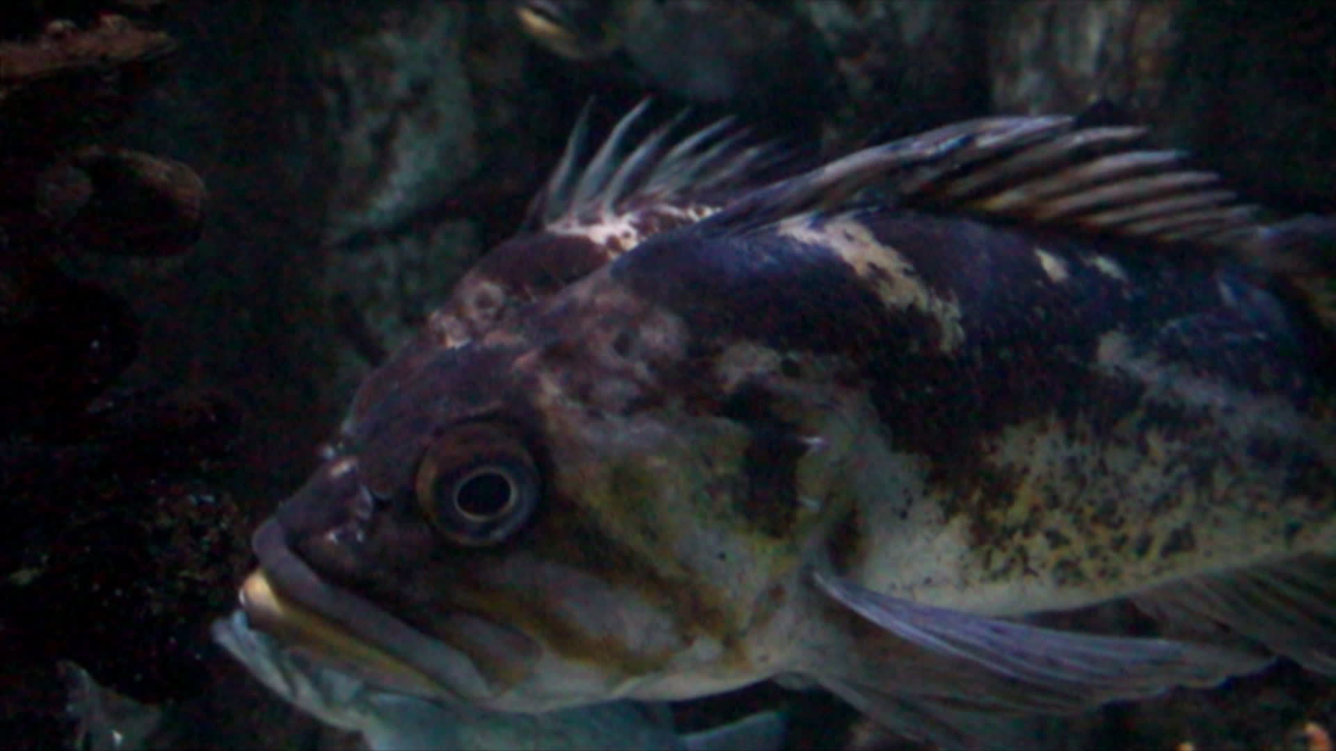 An Odd Fish - Animals - Videotime.com