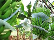 Banana Plantation in Ecuador - Tech - Y8.COM