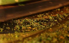 Tea Manufacture Rolling in Macro View - Tech - VIDEOTIME.COM