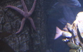 A Cool Looking Starfish - Animals - VIDEOTIME.COM
