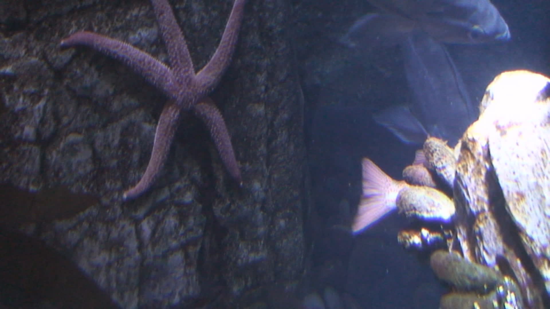 A Cool Looking Starfish