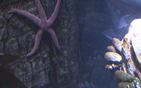 A Cool Looking Starfish - Animals - Videotime.com