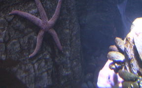 A Cool Looking Starfish - Animals - VIDEOTIME.COM