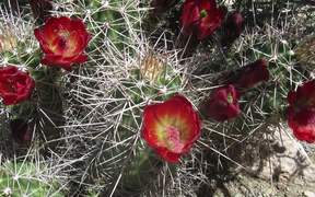 Grand Canyon National Park: Cacti and Pollenators - Fun - Videotime.com