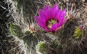 Grand Canyon National Park: Cacti and Pollenators