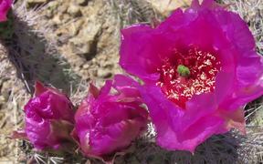 Grand Canyon National Park: Cacti and Pollenators - Fun - VIDEOTIME.COM
