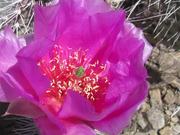 Grand Canyon National Park: Cacti and Pollenators