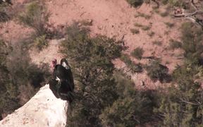 Grand Canyon NP: Condors at the South Rim - Animals - VIDEOTIME.COM