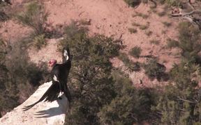 Grand Canyon NP: Condors at the South Rim