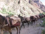 GCNP: Pack Mule Train on South Kaibab Trail - Animals - Y8.COM