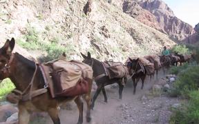 GCNP: Pack Mule Train on South Kaibab Trail - Animals - Videotime.com