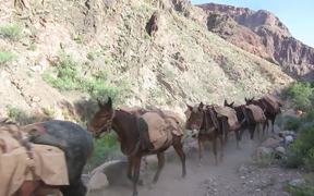 GCNP: Pack Mule Train on South Kaibab Trail - Animals - VIDEOTIME.COM