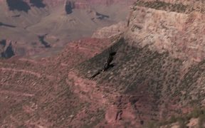 Grand Canyon National Park: Condors Flying