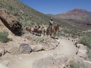 GCNP: Pack Mule Train on South Kaibab Trail