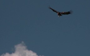 Grand Canyon National Park: Condors Flying - Animals - VIDEOTIME.COM