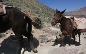 GCNP: Pack Mule Train on South Kaibab Trail - Animals - VIDEOTIME.COM