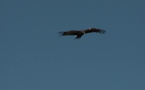 Grand Canyon National Park: Condors Flying - Animals - Videotime.com