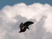 Grand Canyon National Park: Condors Flying - Animals - Y8.com