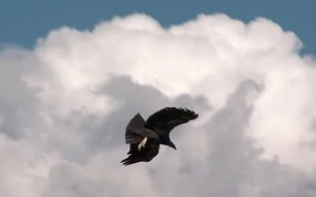 Grand Canyon National Park: Condors Flying - Animals - Videotime.com