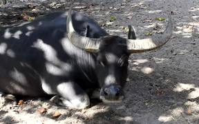 A Carabao Resting - Animals - Videotime.com