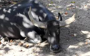 A Carabao Resting - Animals - Videotime.com