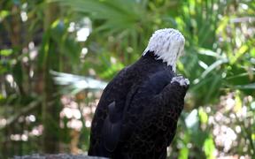 Bald Eagle - Animals - Videotime.com