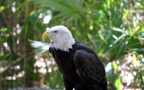 Bald Eagle - Animals - Videotime.com