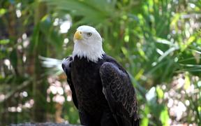 Bald Eagle - Animals - VIDEOTIME.COM