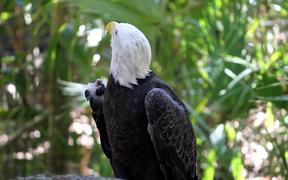 Bald Eagle - Animals - VIDEOTIME.COM