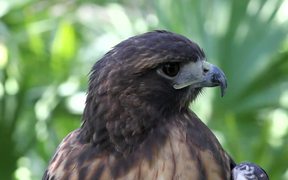 Amazing Hawk - Animals - VIDEOTIME.COM