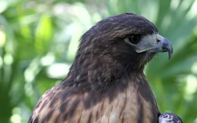 Amazing Hawk - Animals - Videotime.com