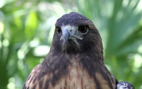 Amazing Hawk
