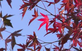 Bright Red Autumn Leaves Close Up - Fun - VIDEOTIME.COM
