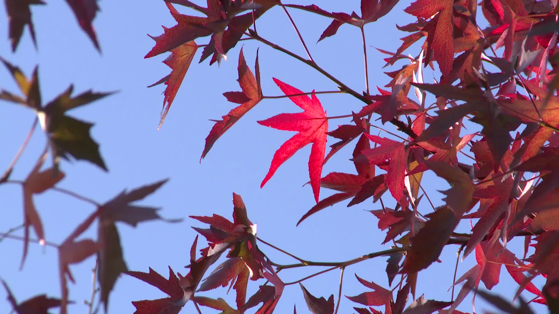 Bright Red Autumn Leaves Close Up