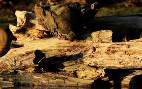 Rotting Log on Water Close Up - Fun - Videotime.com