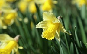 Daffodils in Spring Close Up - Fun - VIDEOTIME.COM