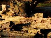 Rotting Log on Water Close Up - Fun - Y8.COM