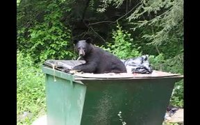 Cumberland Gap NHP: Is Your Trash Secure? - Animals - Videotime.com