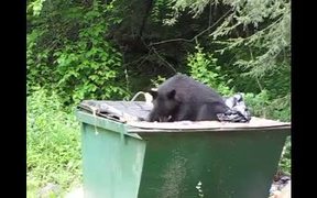 Cumberland Gap NHP: Is Your Trash Secure? - Animals - VIDEOTIME.COM