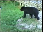 Cumberland Gap NHP: Black Bears in Kentucky - Animals - Y8.COM