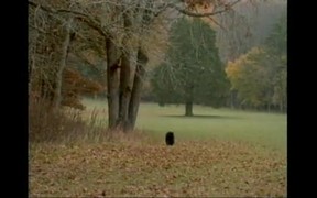 Cumberland Gap NHP: Black Bears in Kentucky