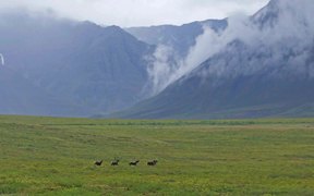 Gates Of The Arctic NP:Caribou-The Migration South - Animals - VIDEOTIME.COM