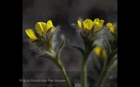 Gates Of The Arctic National Park: Wildflowers - Fun - VIDEOTIME.COM