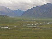 Gates Of The Arctic NP:Caribou-The Migration South