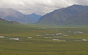 Gates Of The Arctic NP:Caribou-The Migration South