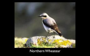 Gates Of The Arctic National Park: Bird Songs