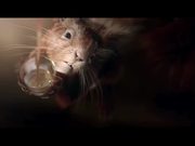 Smithwick’s Commercial: Thirsty Squirrel