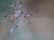 Spider Caught a Fly - Animals - Y8.com