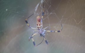 Spider Caught a Fly - Animals - VIDEOTIME.COM