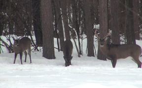 3 Bucks Standing in the Snow Eating - Animals - VIDEOTIME.COM